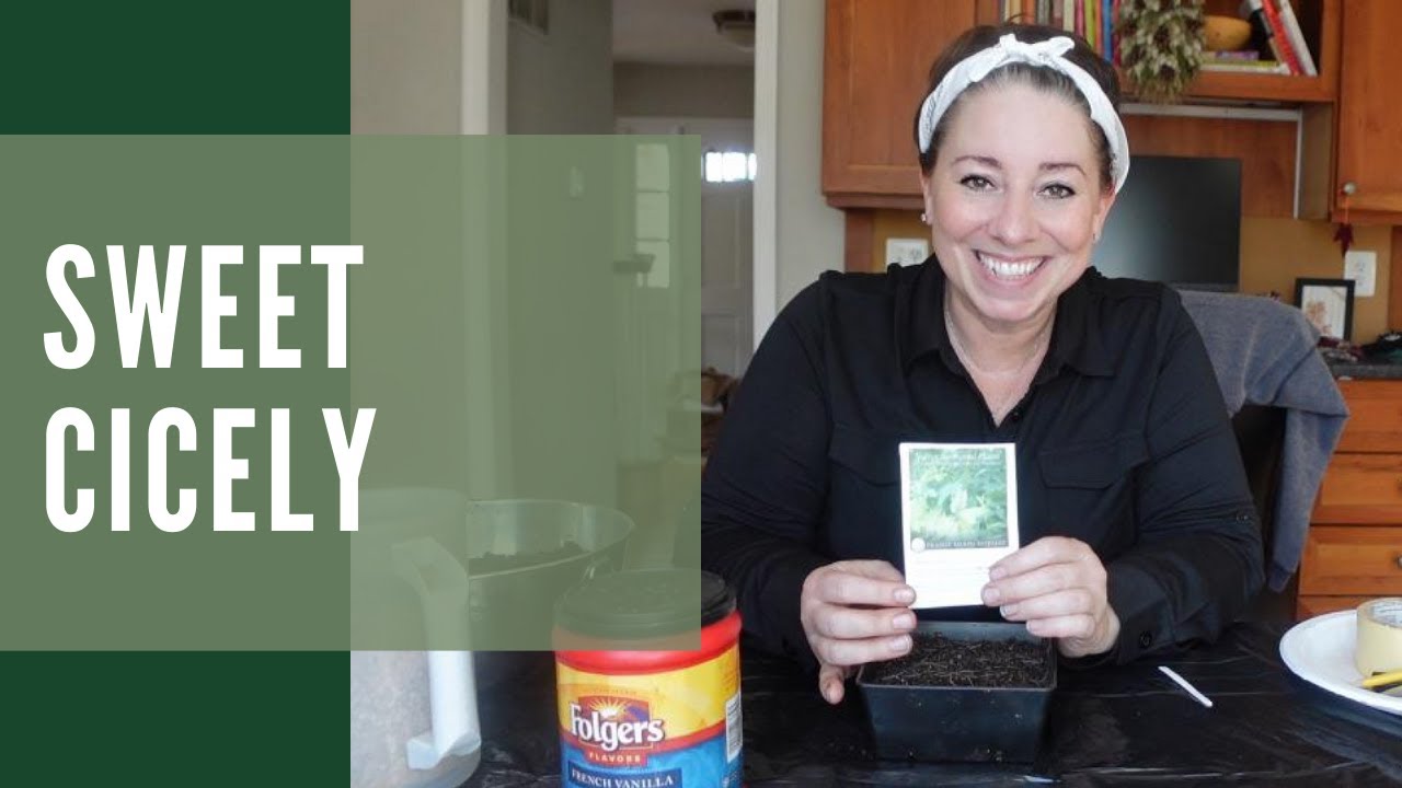 Do you want to learn more about the native plant, Sweet Cicely?