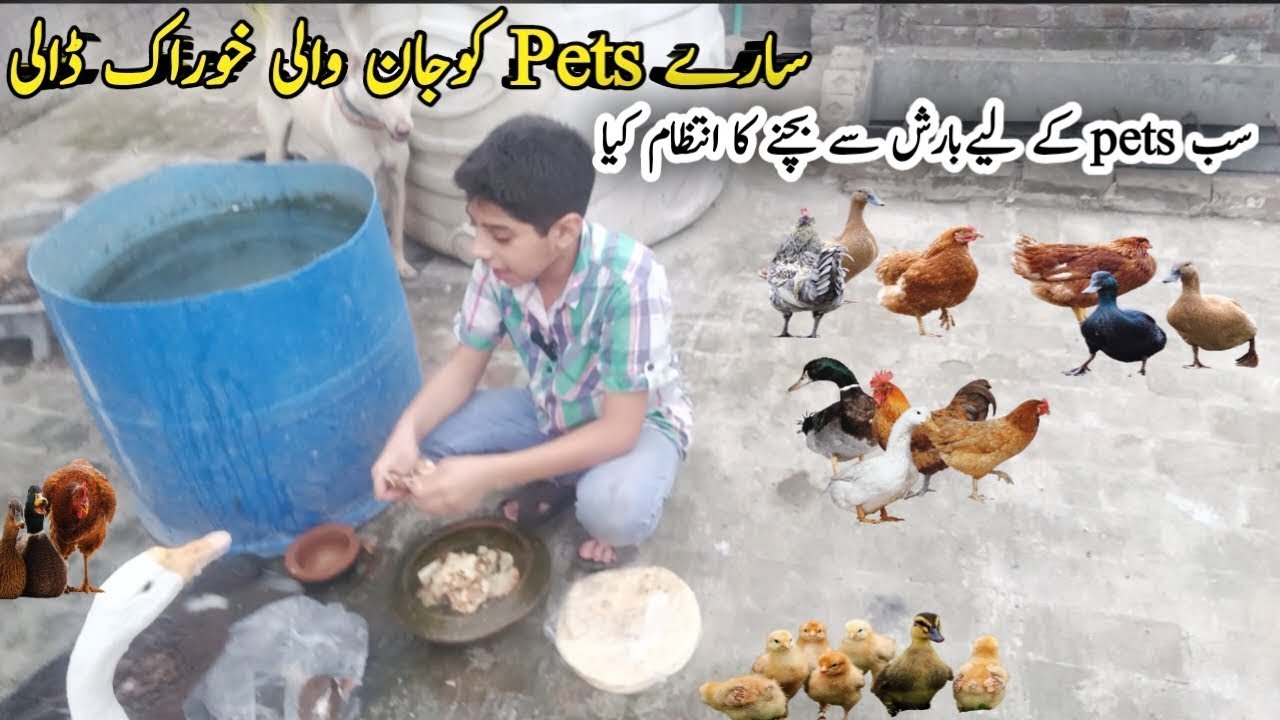 Healthy 💪diet 🥦🍎🥗🍌to all pets
