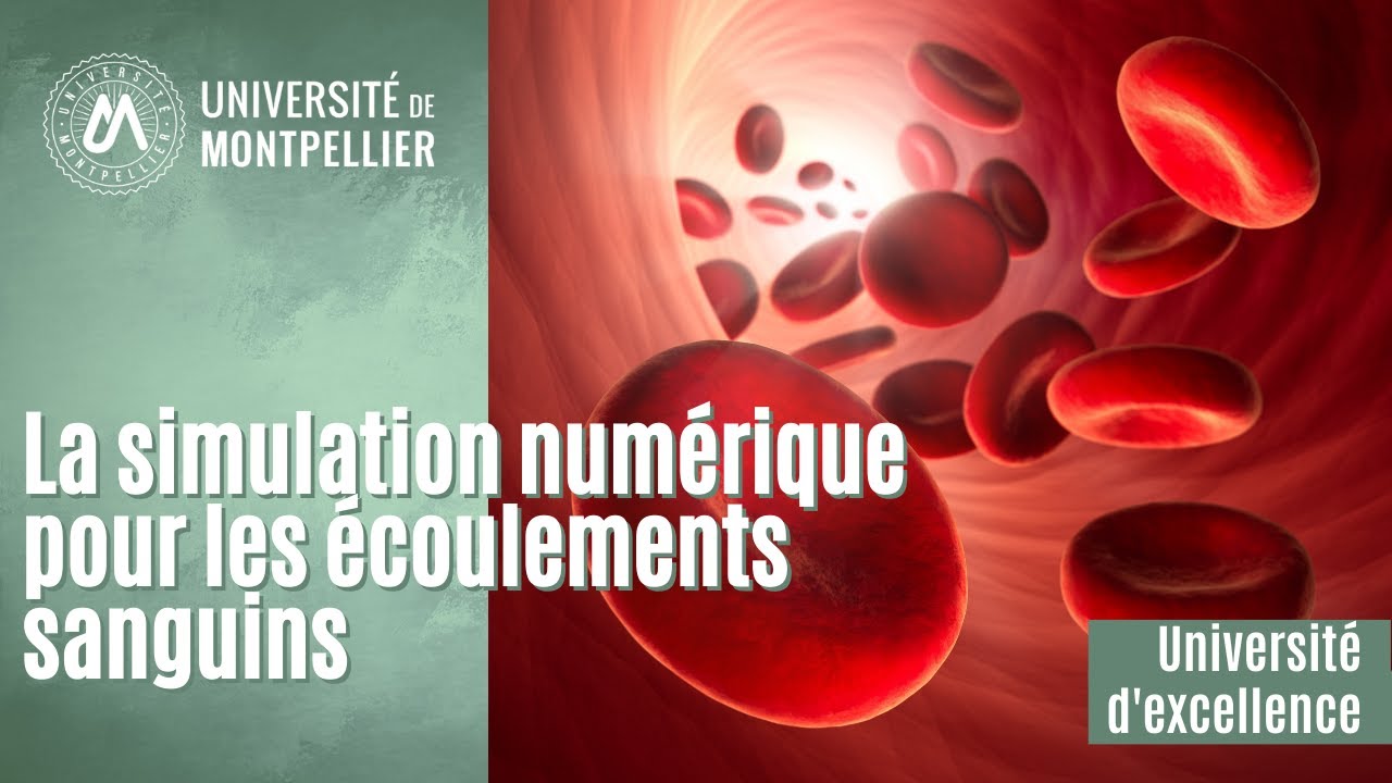 La simulation num&eacute;rique pour les &eacute;coulements sanguins