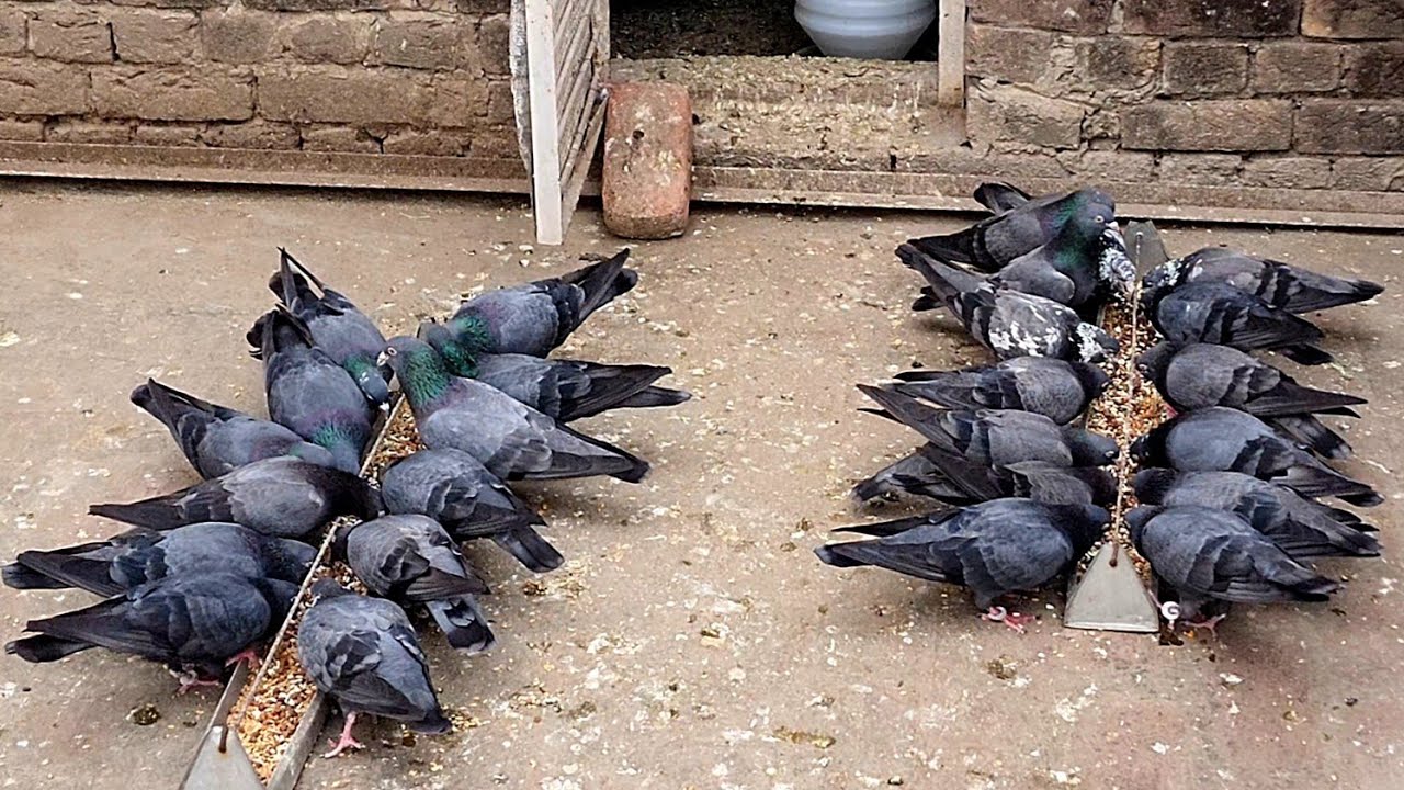How to Feed Breeding Pigeons ?