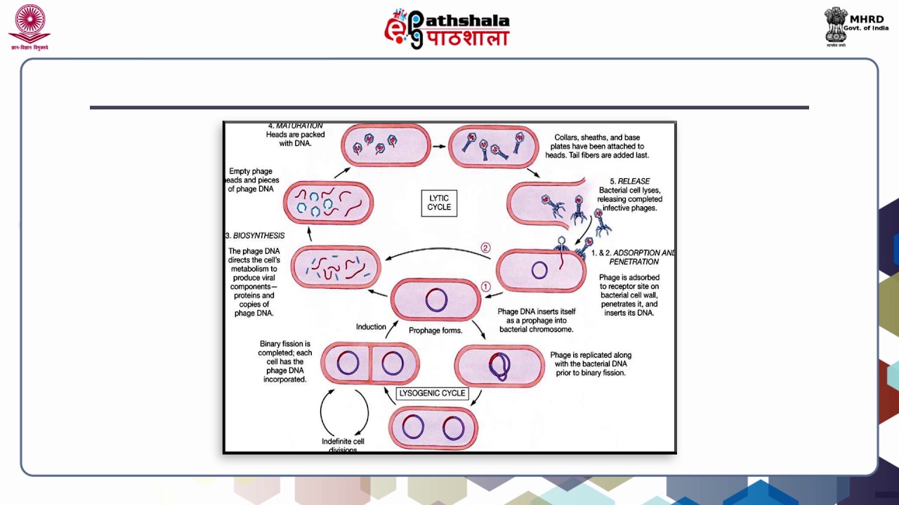 P-15 Module 18 Vectors and Restriction Enzymes
