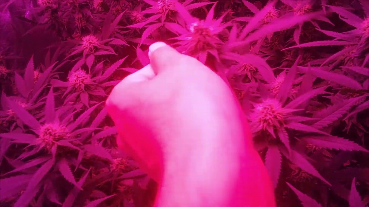 Purple Kush Scrog! Week 5  of Flower Update! Switched to Mars Hydro