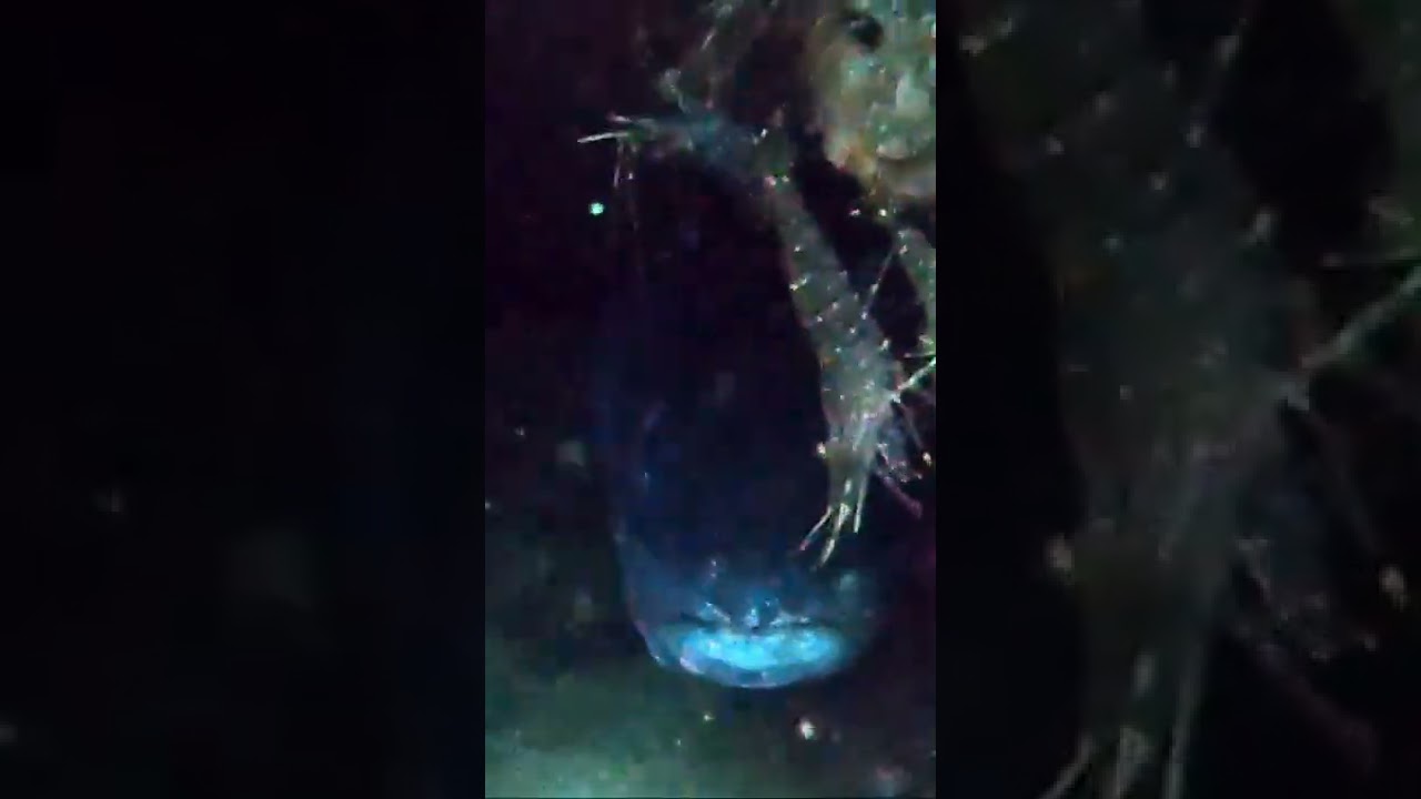 The largest eel on Earth