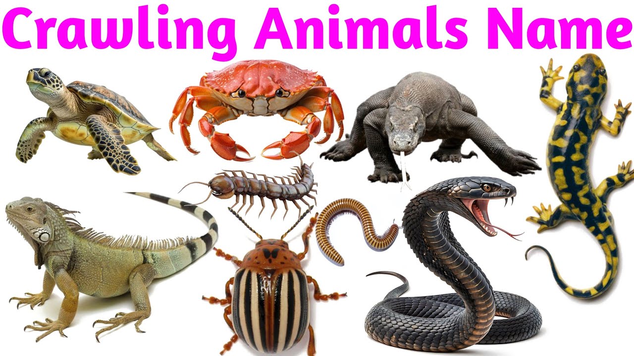 Crawling Animals Name for Kids | Learn Crawling Creatures in English with Sounds & Pictures | Animal