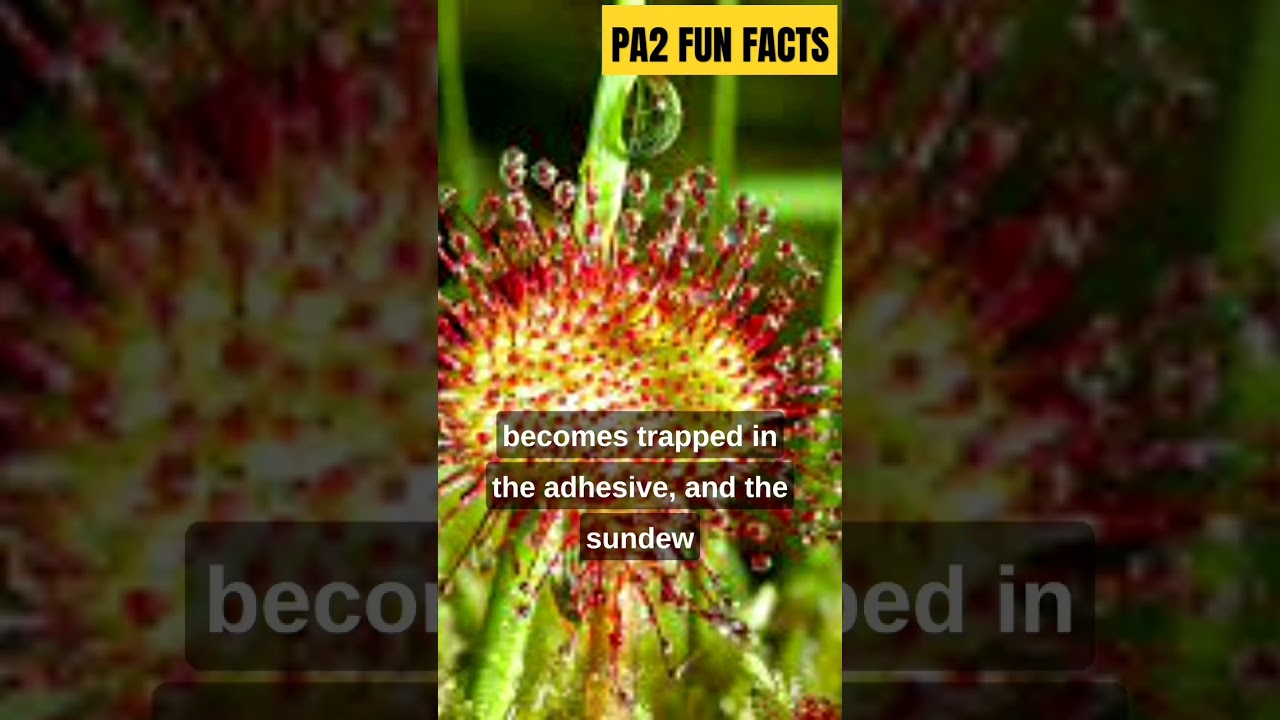 Sundew | PA2 FUN FACTS