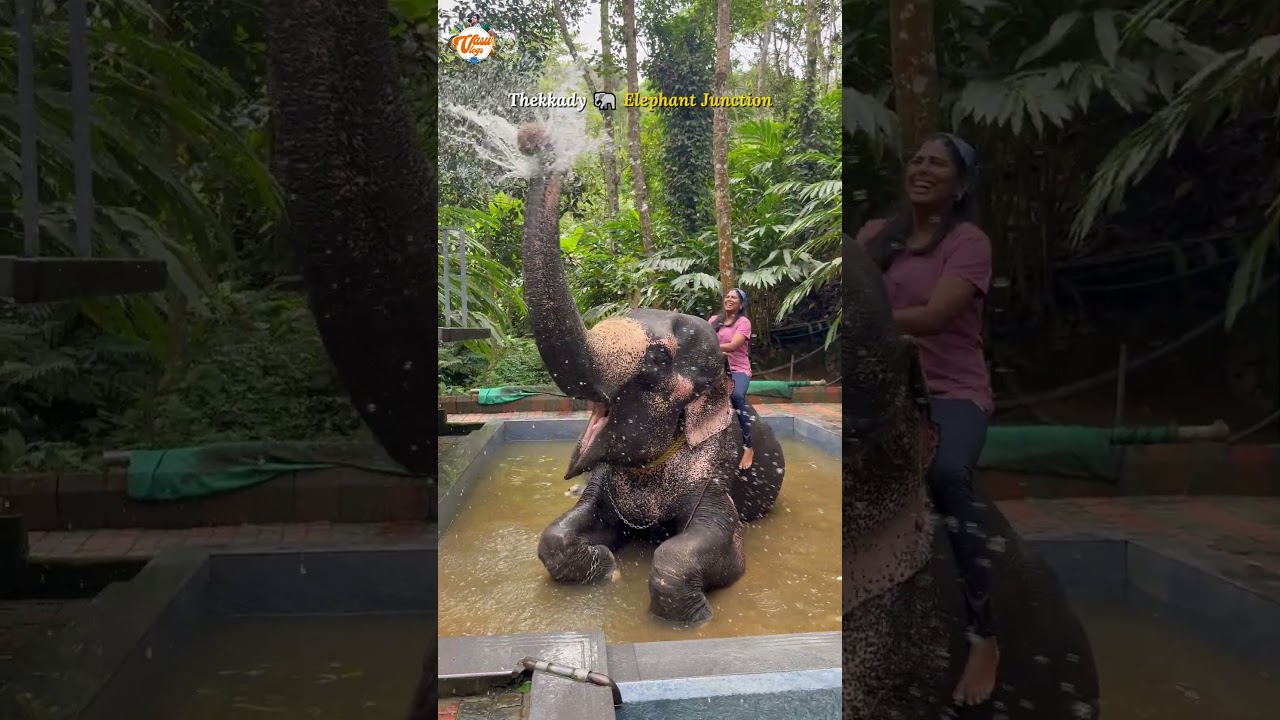 🐘 Big Bond, Bigger Vibes at Elephant Junction Thekkady🌿 #vasuvlogs #trending #shorts #viral #nature