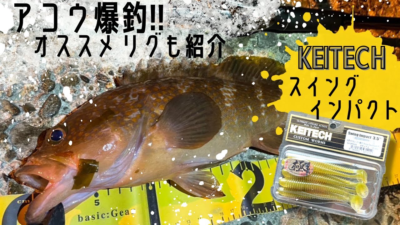 アコウ爆釣ワーム！KEITECH スイングインパクト！！ロックフィッシュのマストアイテムを紹介します！！