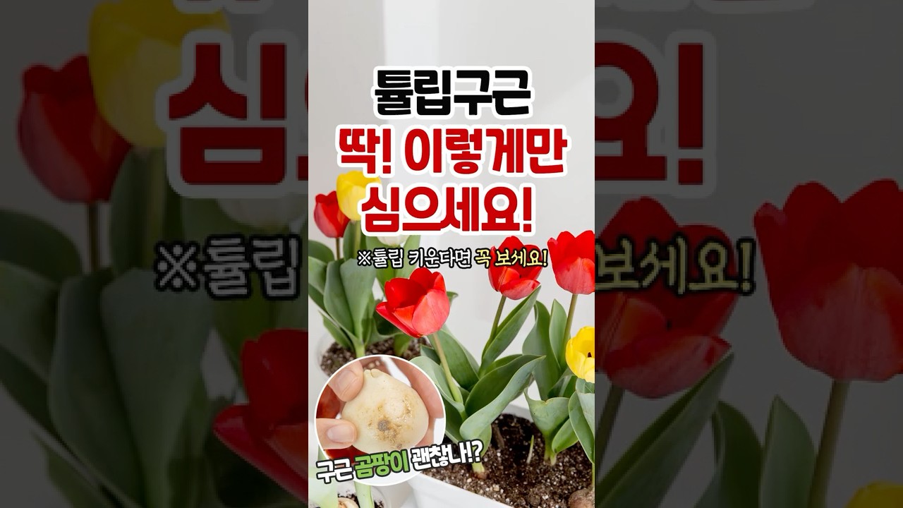튤립구근 딱 이렇게만 심으세요‼ 베란다에서 쉽게 튤립 키우는 방법🌷 #튤립구근 #튤립키우기
