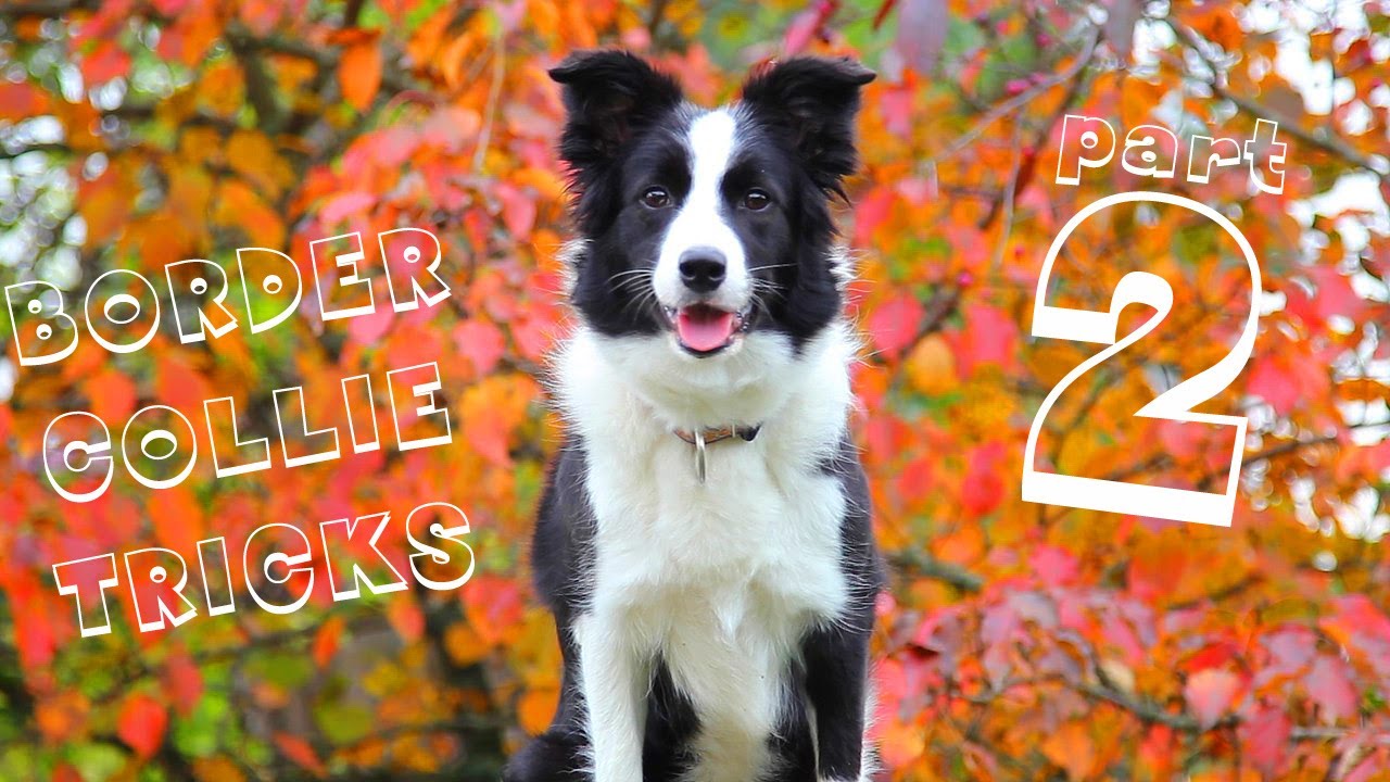 Border collie Dragonfly. Tricks. Part 2