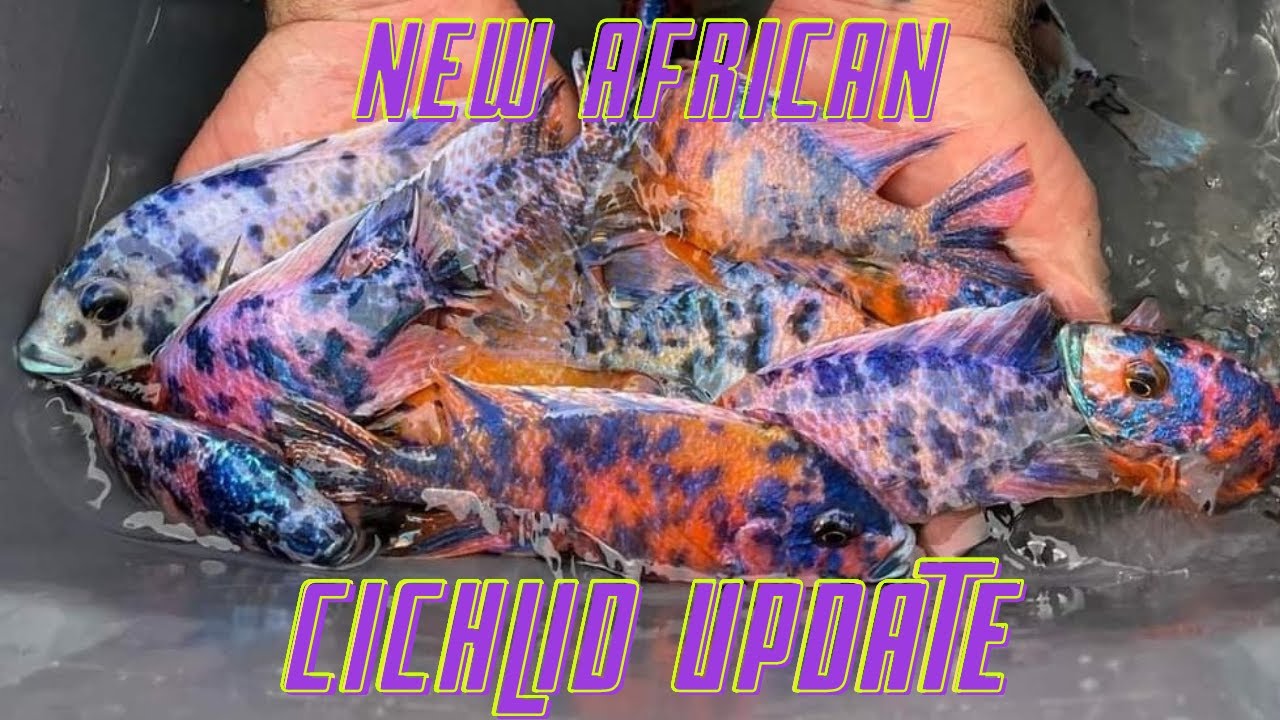 African Cichlids & Bio Filter Update | OB Peacock Special Offer!