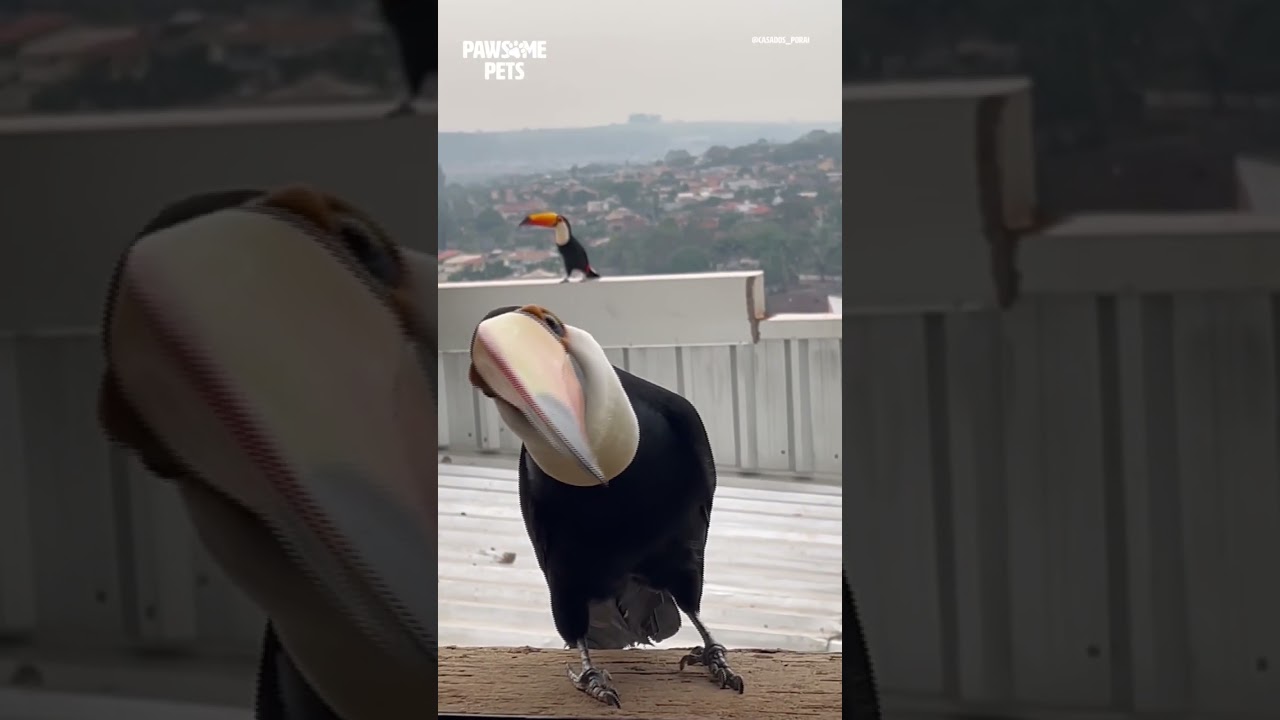 An unexpected visitor arrived at the window #shorts #toucanbird #unexpectedvisitor
