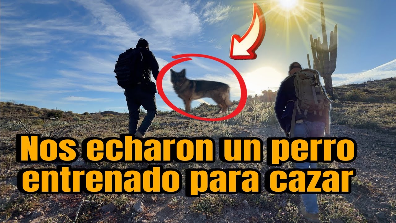 Entrenan perros para cazar a  migrantes 
