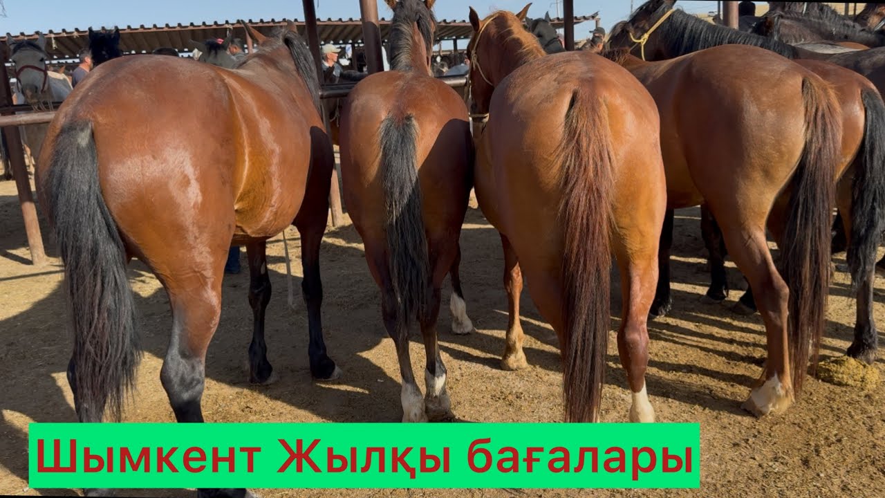 Шымкент жылқы бағасы 21.05.25ж