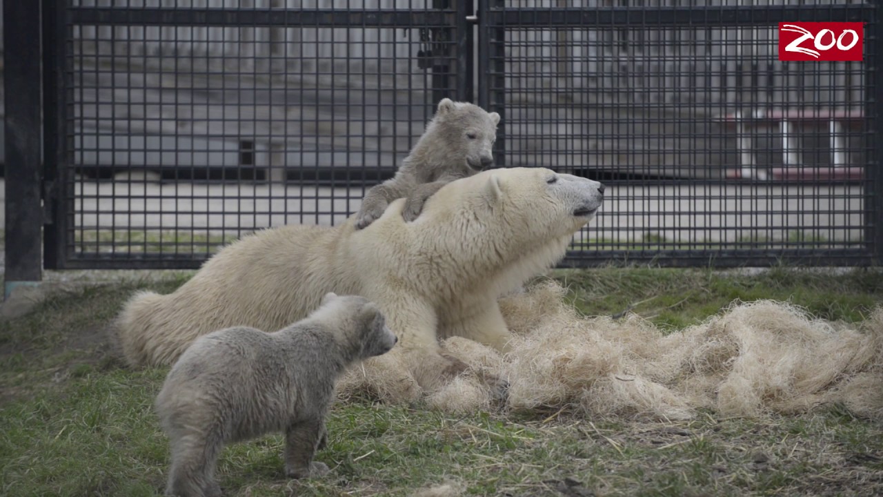 Polar Bear Cubs – the First Six Months