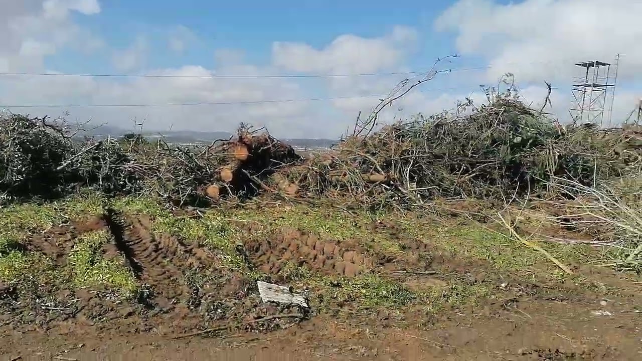 Parque Urbano Santa Iria da Azoia, vazadouro de entulhos de árvores do mau tempo, 12/2/2026