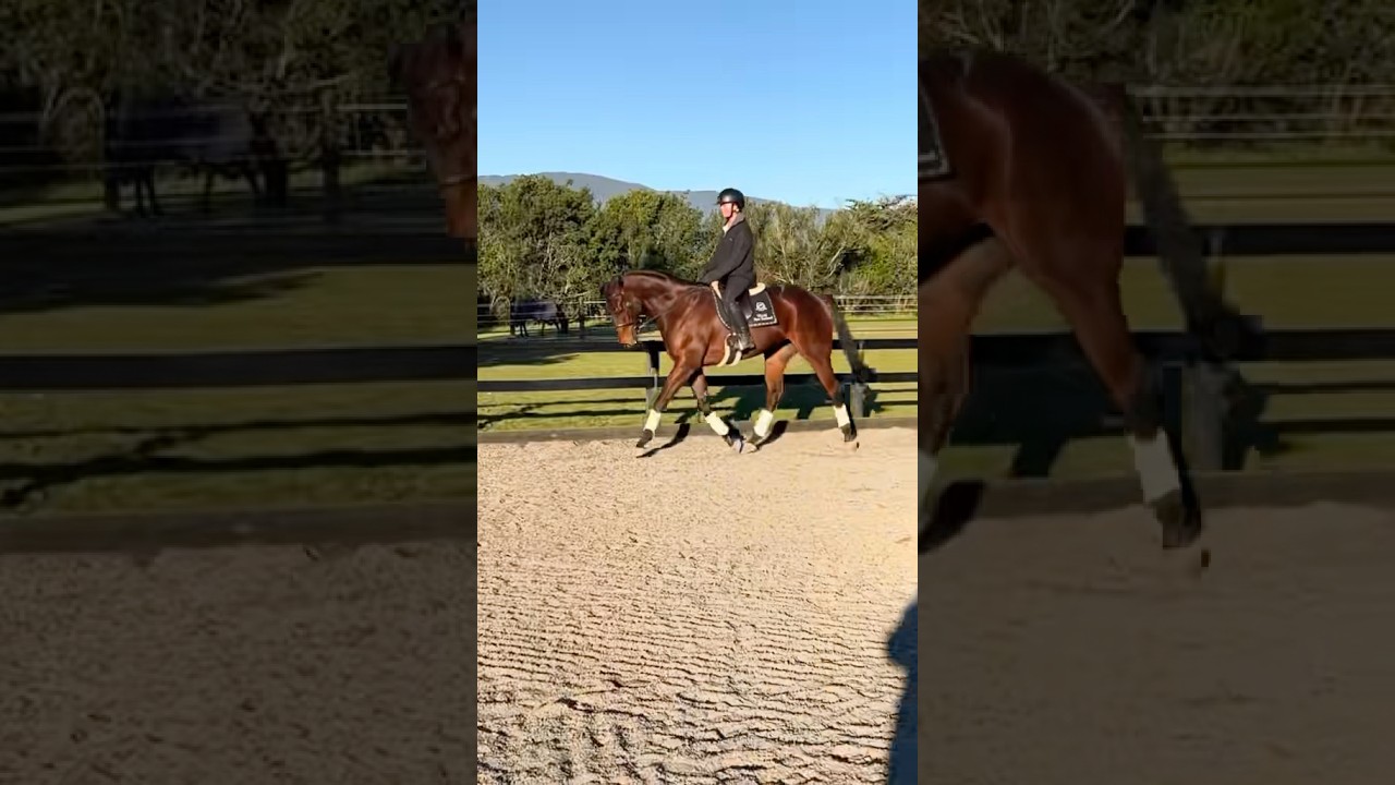 Making progress with a OTTB is so rewarding 🤩 #thorougbred #ottb #horseriding #horses