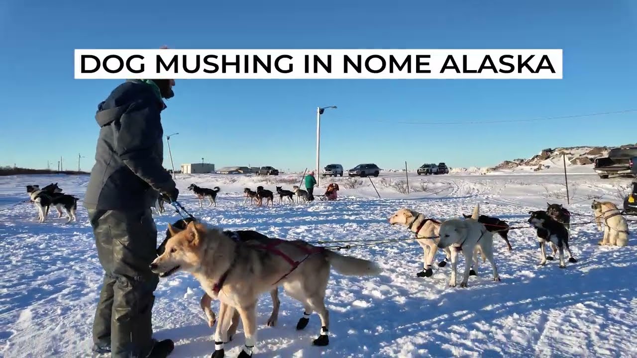 Dog Mushing in Nome, AK