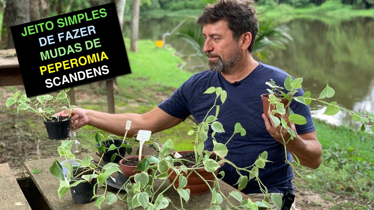 Jeito Simples de Fazer Muda de Peperomia Scandens