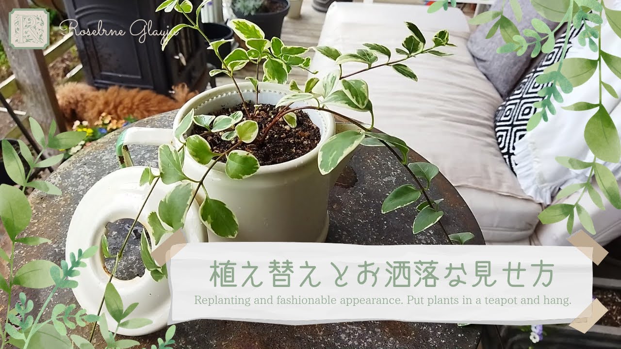 可愛いくオシャレに植物を楽しもう！エコで簡単に植え替えをします。植物にはツルニチニチソウを選びました。鉢カバーに可愛いホーローのケトルを使います。ハンギングに吊るしてオシャレに緑で癒やしの空間作りに！