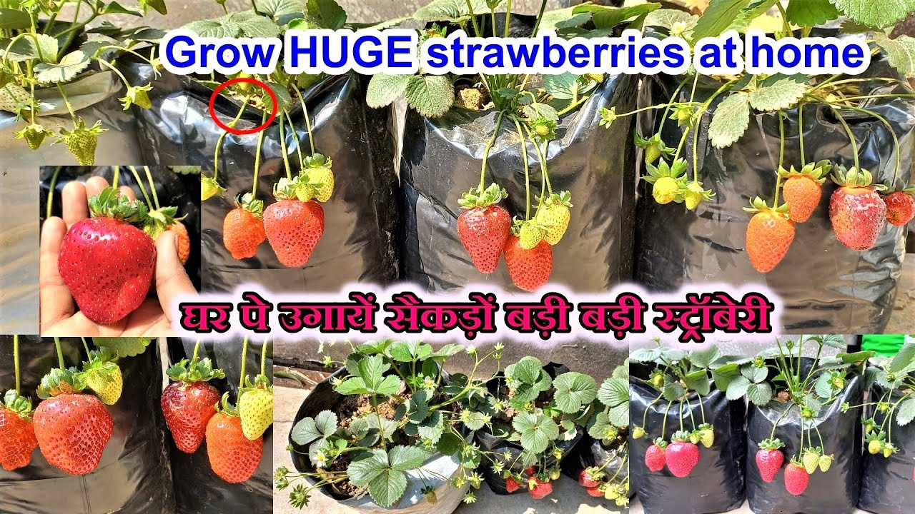 Grow Huge Strawberries🍓🍓 in pot| How to grow Strawberry at home in winter, from seed to harvest