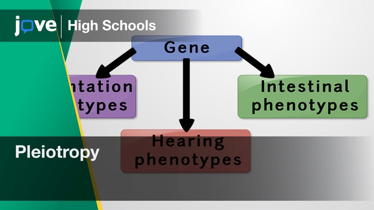 Pleiotropy | Bio | Video Textbooks - Preview