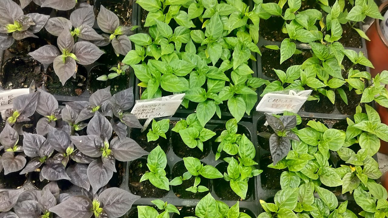 Growing Superhots 2026 - Seedlings update