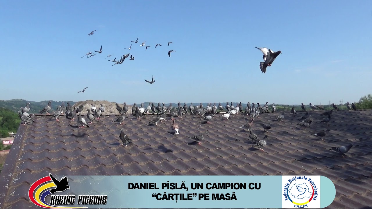 DANIEL PISLA UN CAMPION CU CARTILE PE MASA