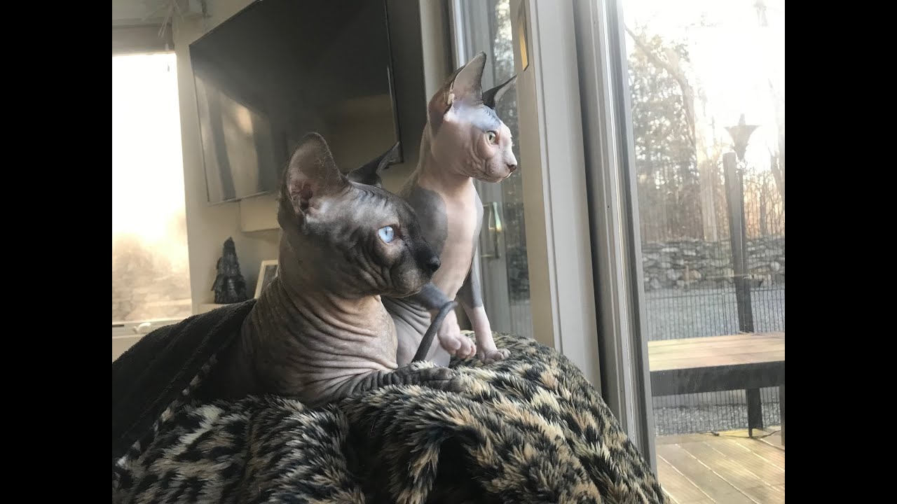 SPHYNX CUDDLE TOGETHER