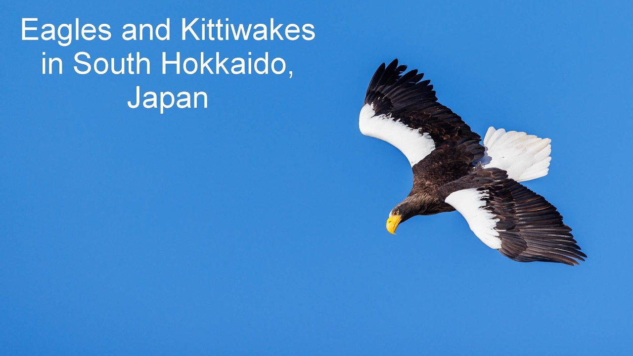 Eagles and Kittiwakes in South Hokkaido