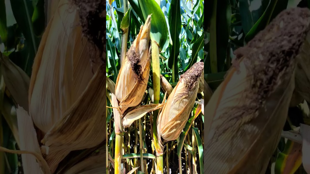 #музыка #сельское хозяйство #агро #vitala #asgrow #stingray #kodiak#