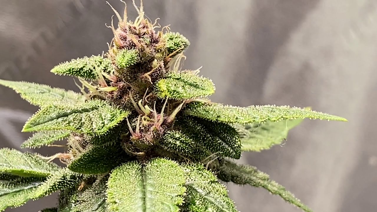Night is coming! 😂🤣 LA Confidential Medical Cannabis Grow Day 51