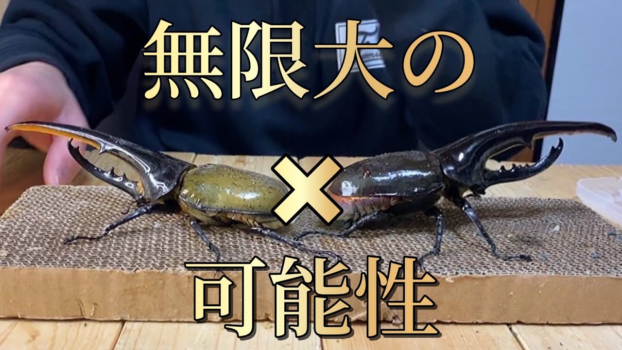 【コラボ】究極のヘラクレスを求めて凄い方とのコラボが決まりました