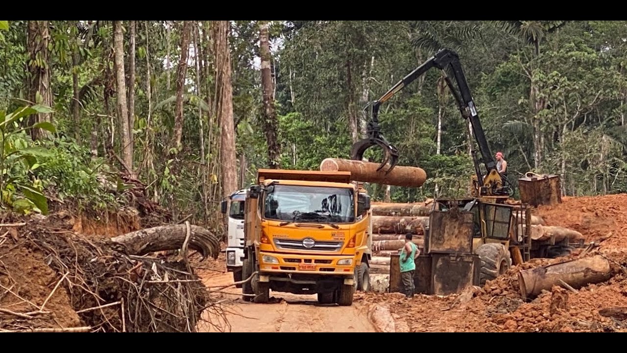 Home Depot Destroying the Rainforest for Plywood