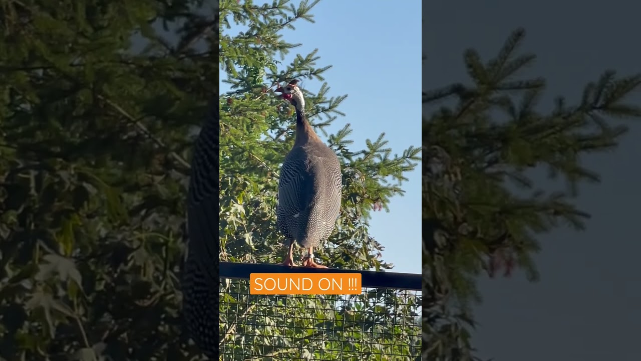 #funnybird #funnyanimal  #loudbird #funnybirds  #cutebird #cuteanimal