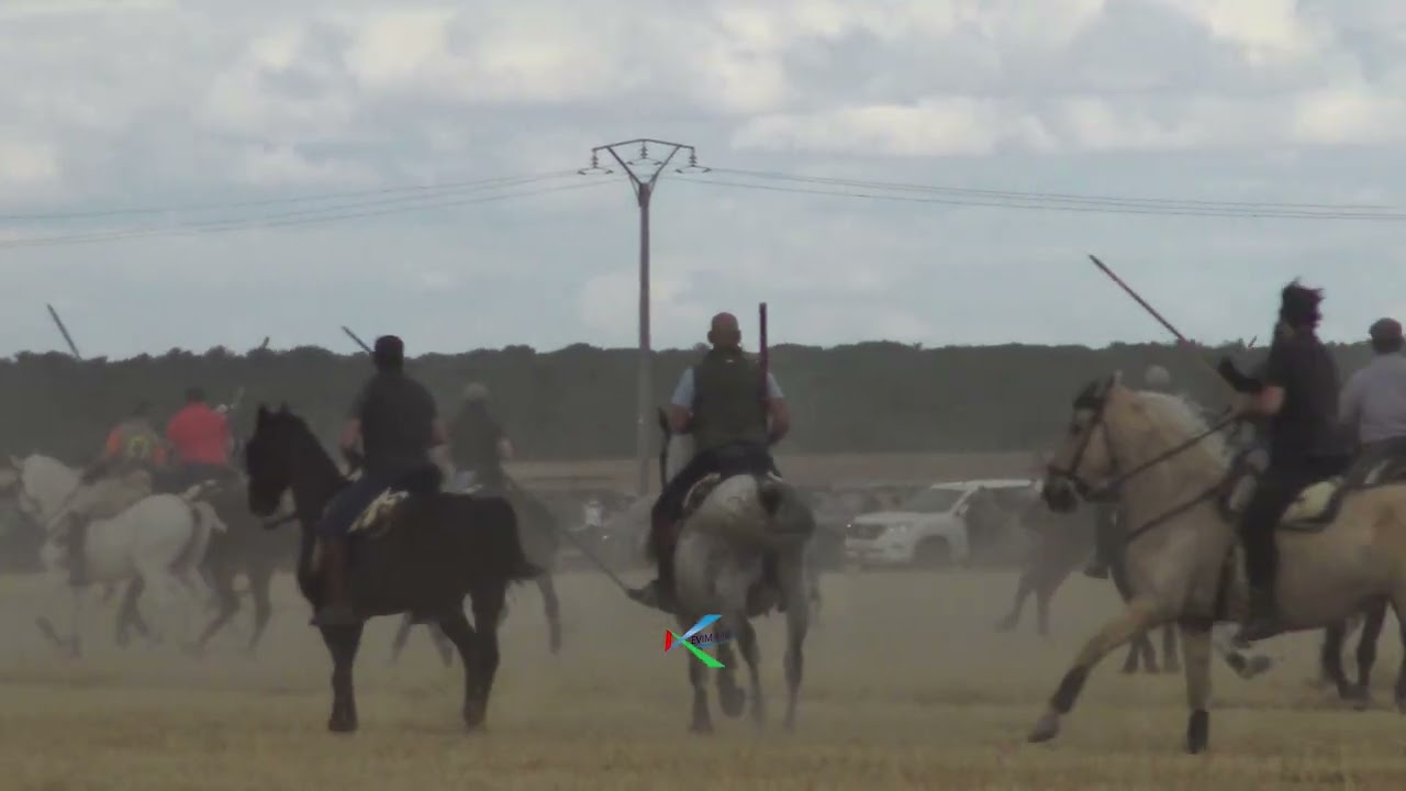 Valdestillas 2025 Encierro campero