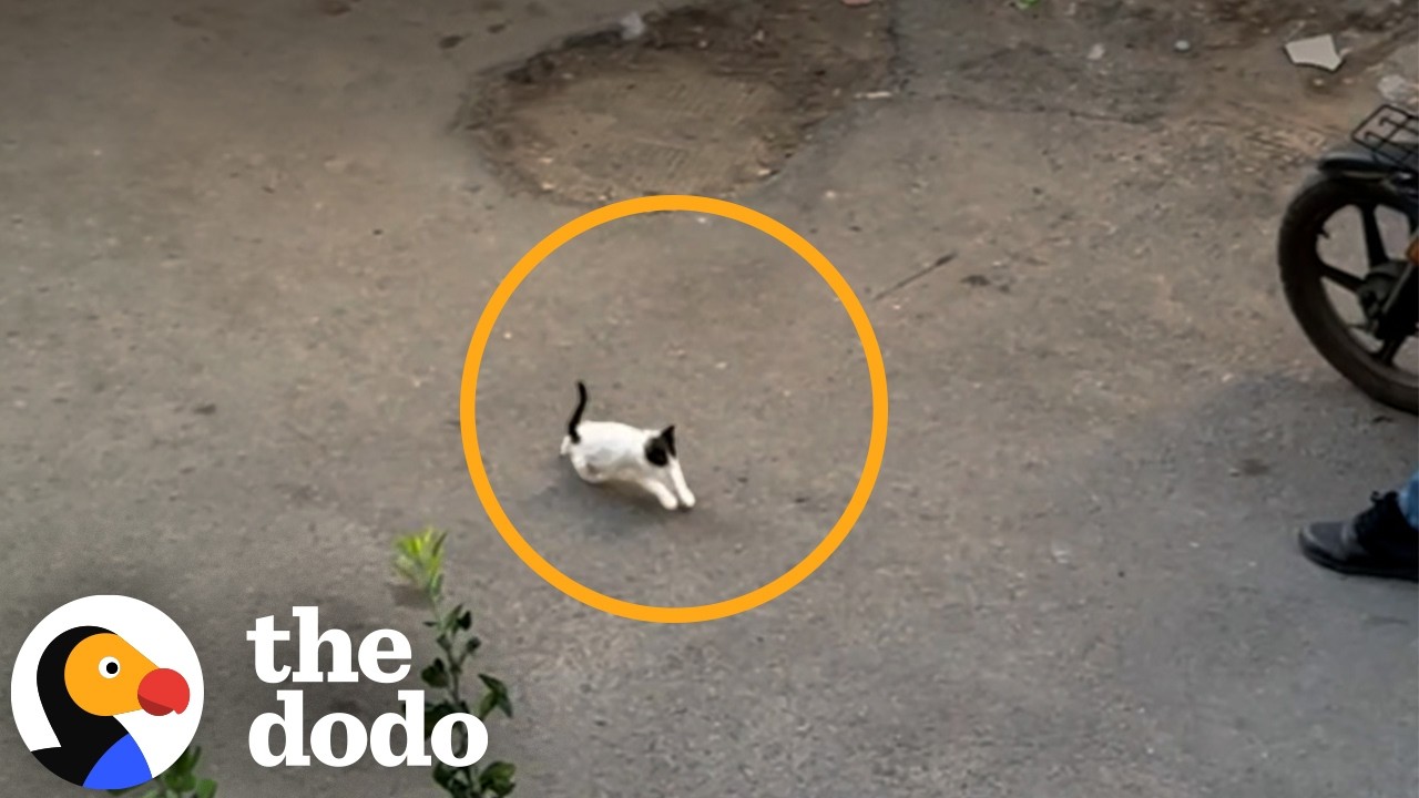 Man Drops Everything To Rescue Tiny Kitten Crying Outside His Window | The Dodo