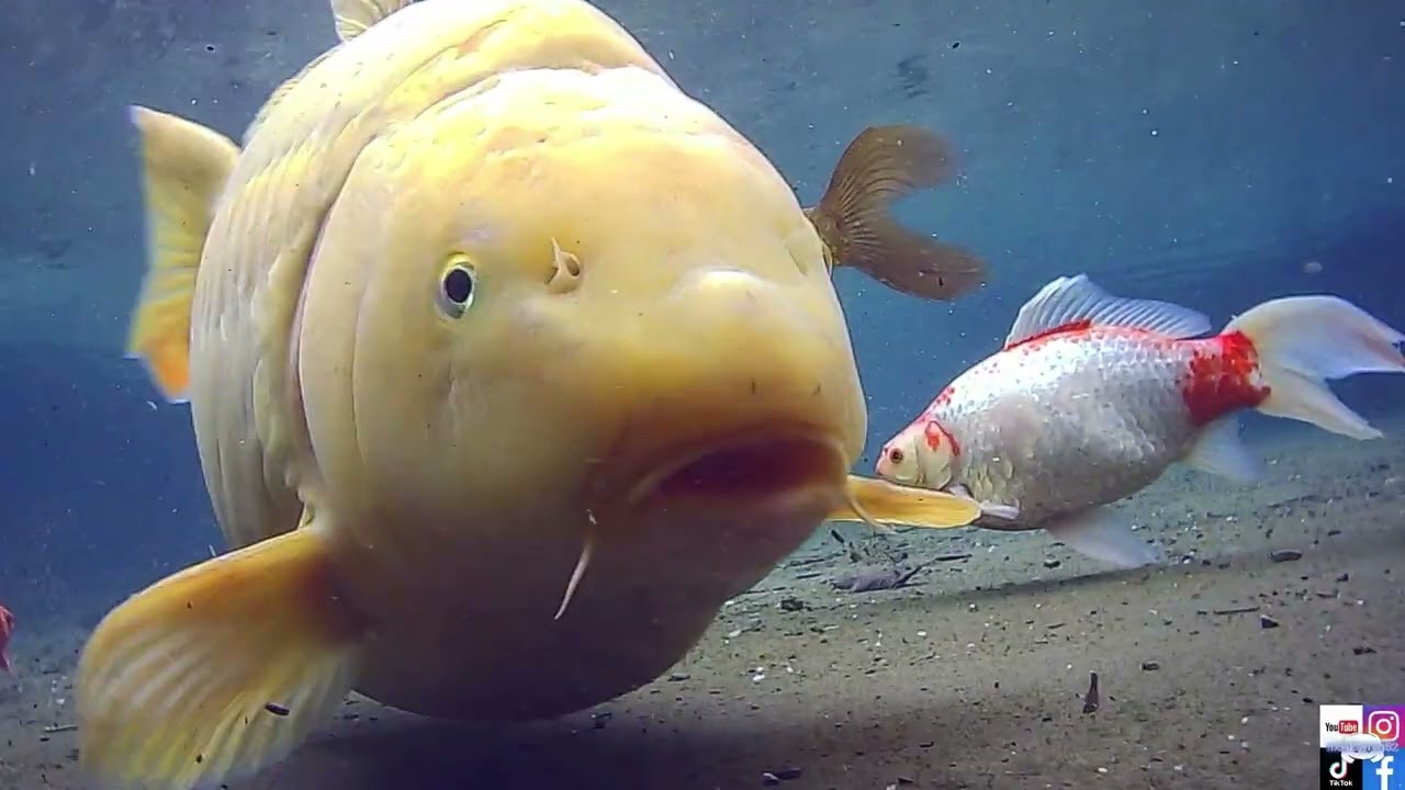 Come and Join the Matlock Bath fishes under the water