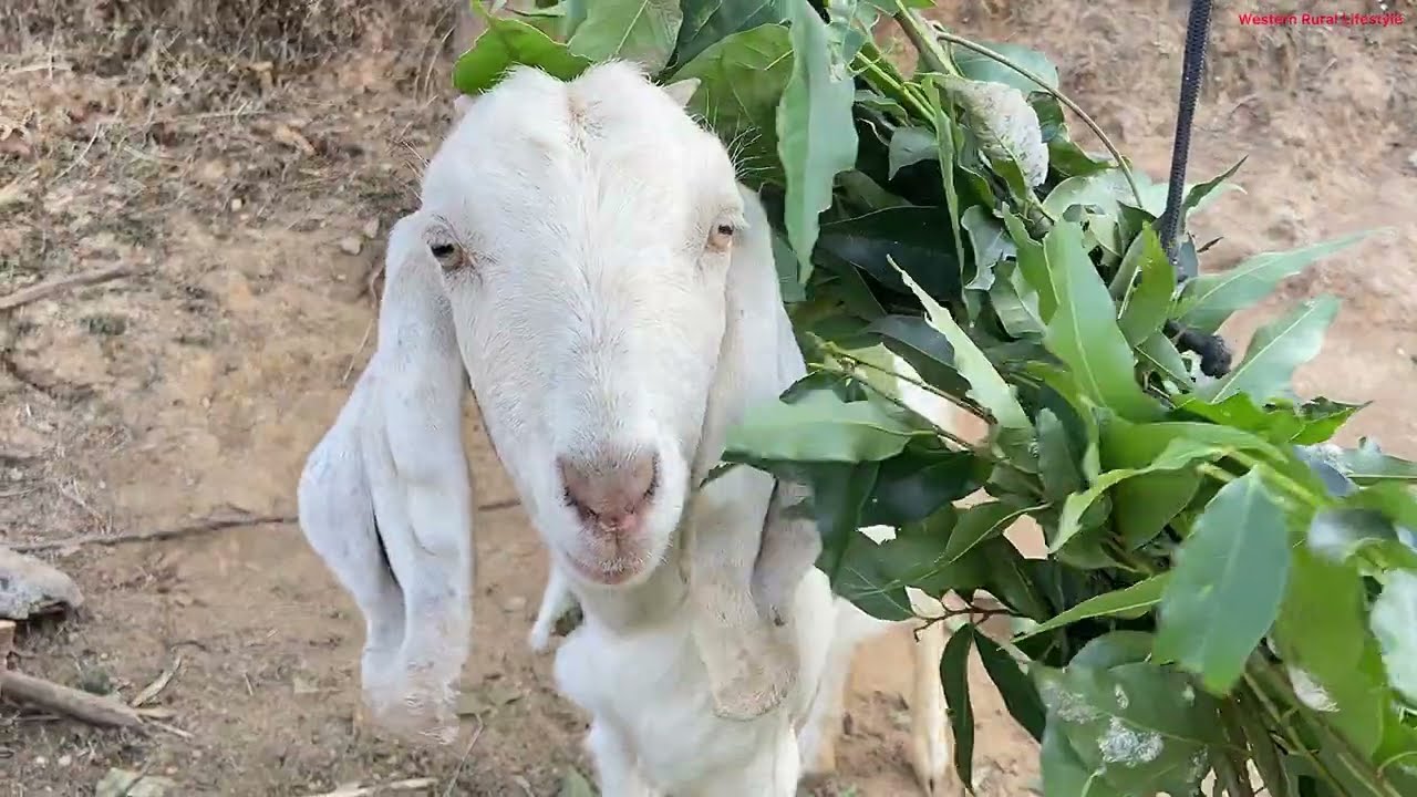 Real Lifestyle of Western Nepal | Village Daily Work