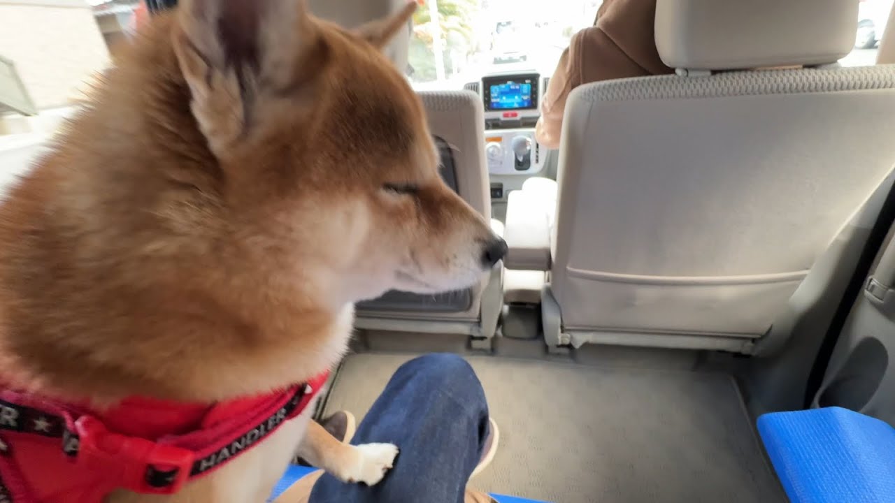 エブリイワゴンでお出かけしたら家族皆が幸せでした。