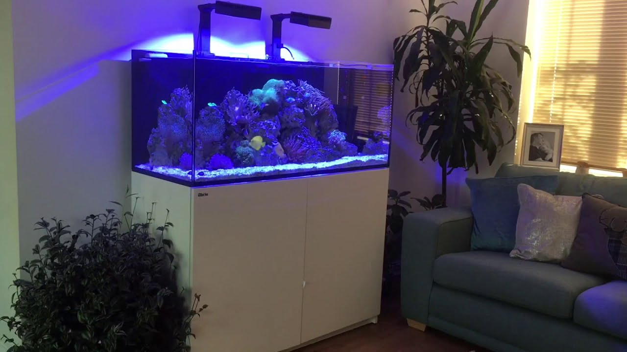 My Red Sea Reefer 350 Deluxe 🥰