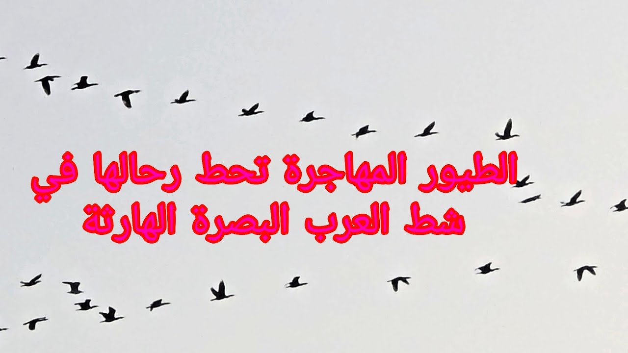 الطيور المهاجرة تحط رحالها في شط العرب البصرة الهارثة #أحمد_مهدي 