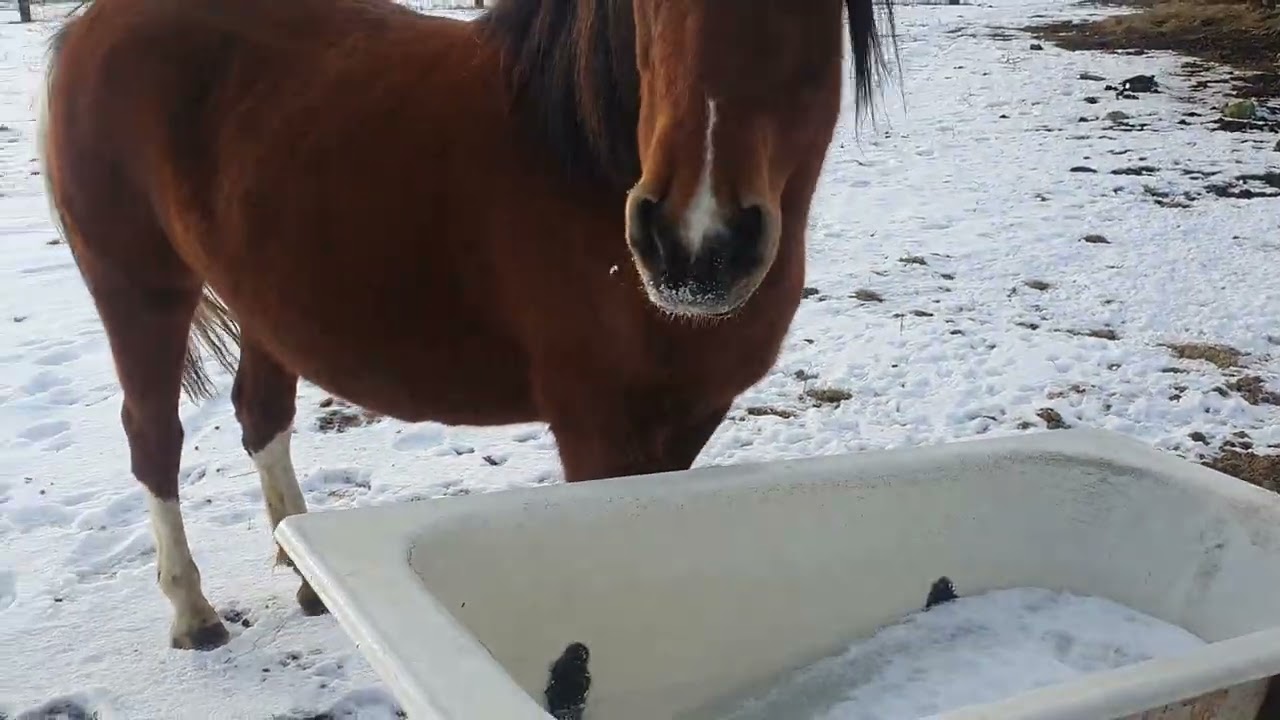 Czaga klacz huculska ksiega glowna