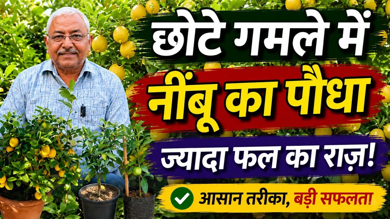 नींबू के पौधे में ज्यादा फल कैसे लाएं | Lemon Plant Heavy Fruiting Tips | Container Gardening