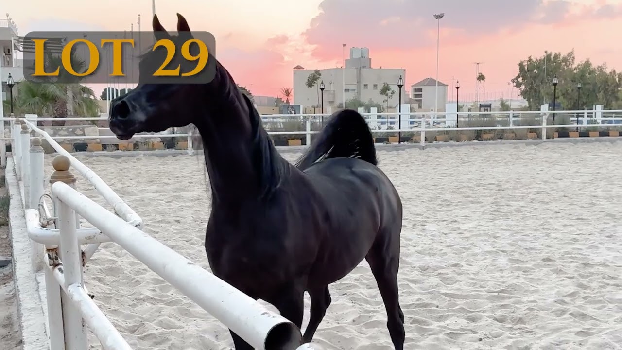 جياد | مستقبل التحول الرقمي لعالم الخيل