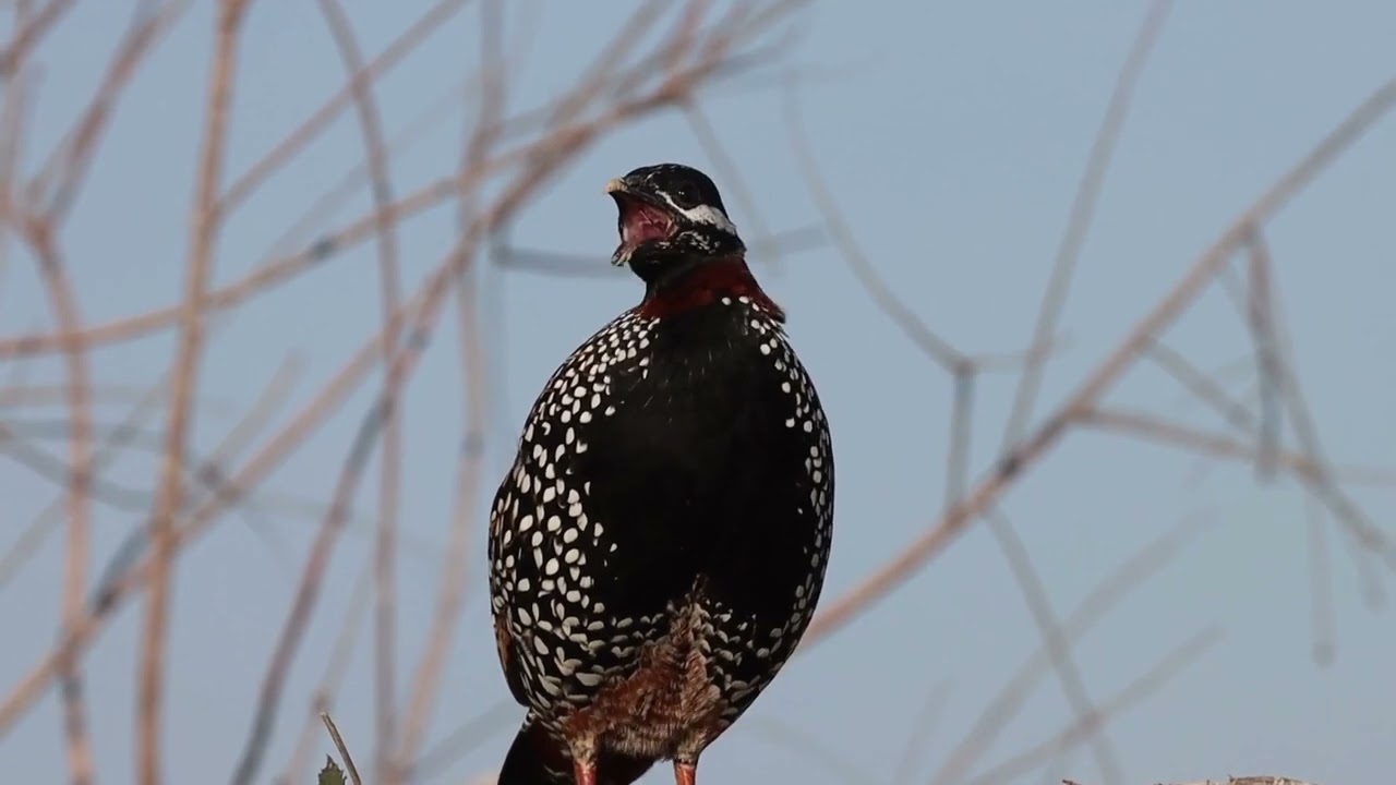 Turaç black francolin 2