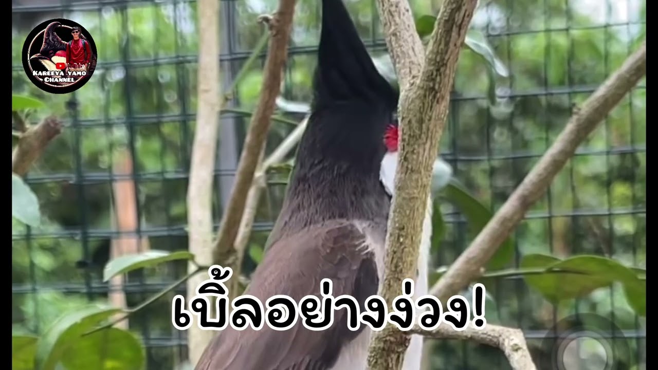 นกกรงหัวจุกร้องเบิ้ล เบิ้ลแบบง่วงๆ