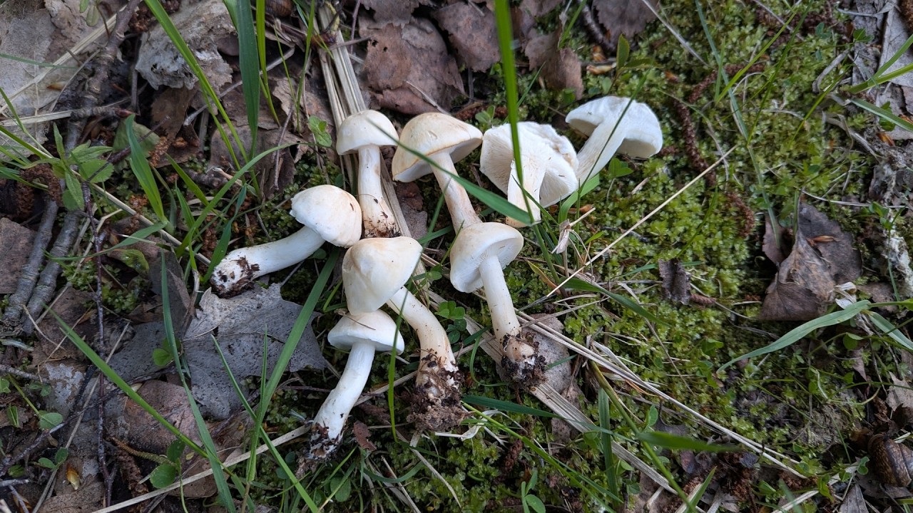 Майский гриб (Calocybe gambosa). Как выглядит гриб на месте произрастания.