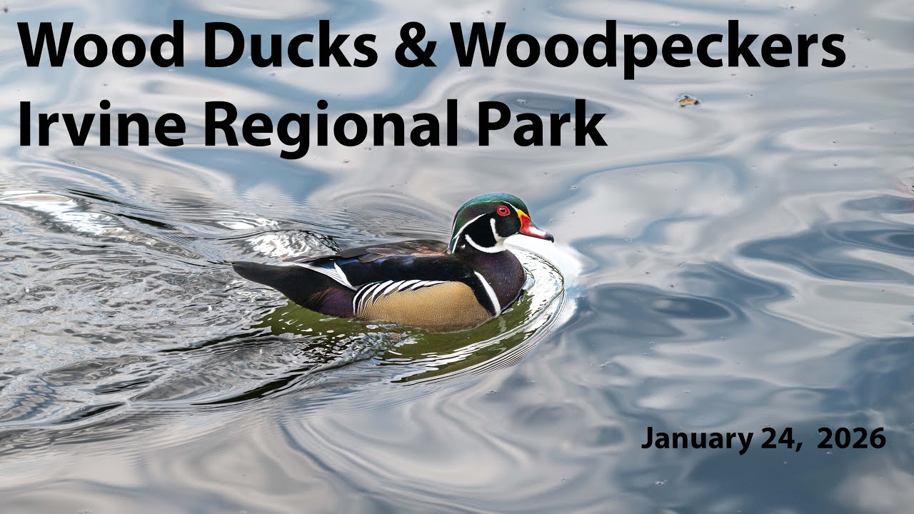 Birding Irvine Regional Park