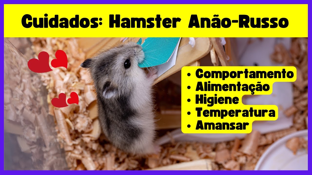 Como cuidar de um hamster an&atilde;o russo | Dicas essenciais para manter seu hamster viver mais