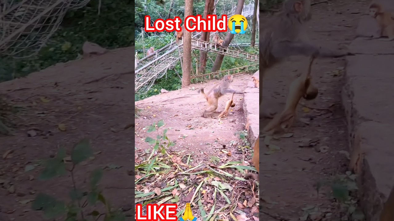 Lost Child 😭🥺 #shorts #wildlife #nature #monkeyvideo #naturedocumentary #survivalstory